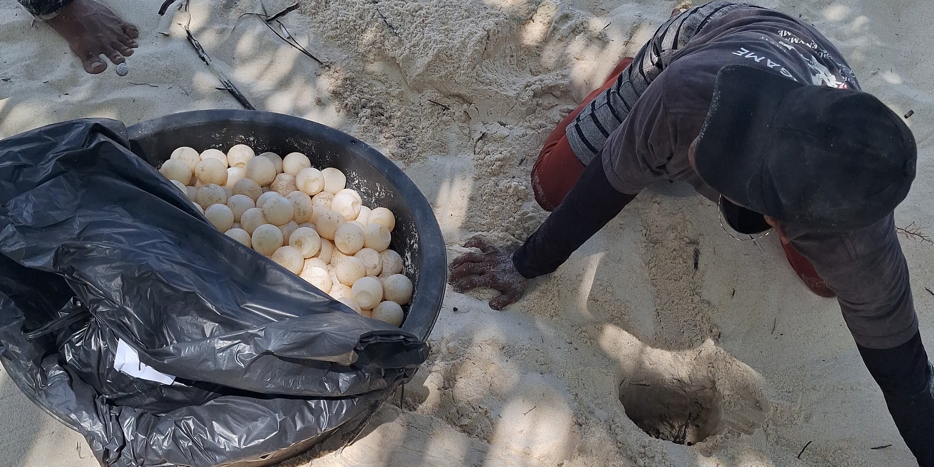 KKP - Polri Gagalkan Perdagangan 671 Ekor Telur Penyu di Anambas